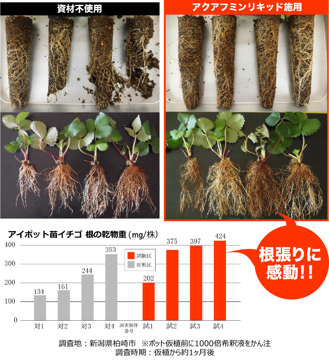 アクアフミンリキッド使用でイチゴ苗の根張りに感動