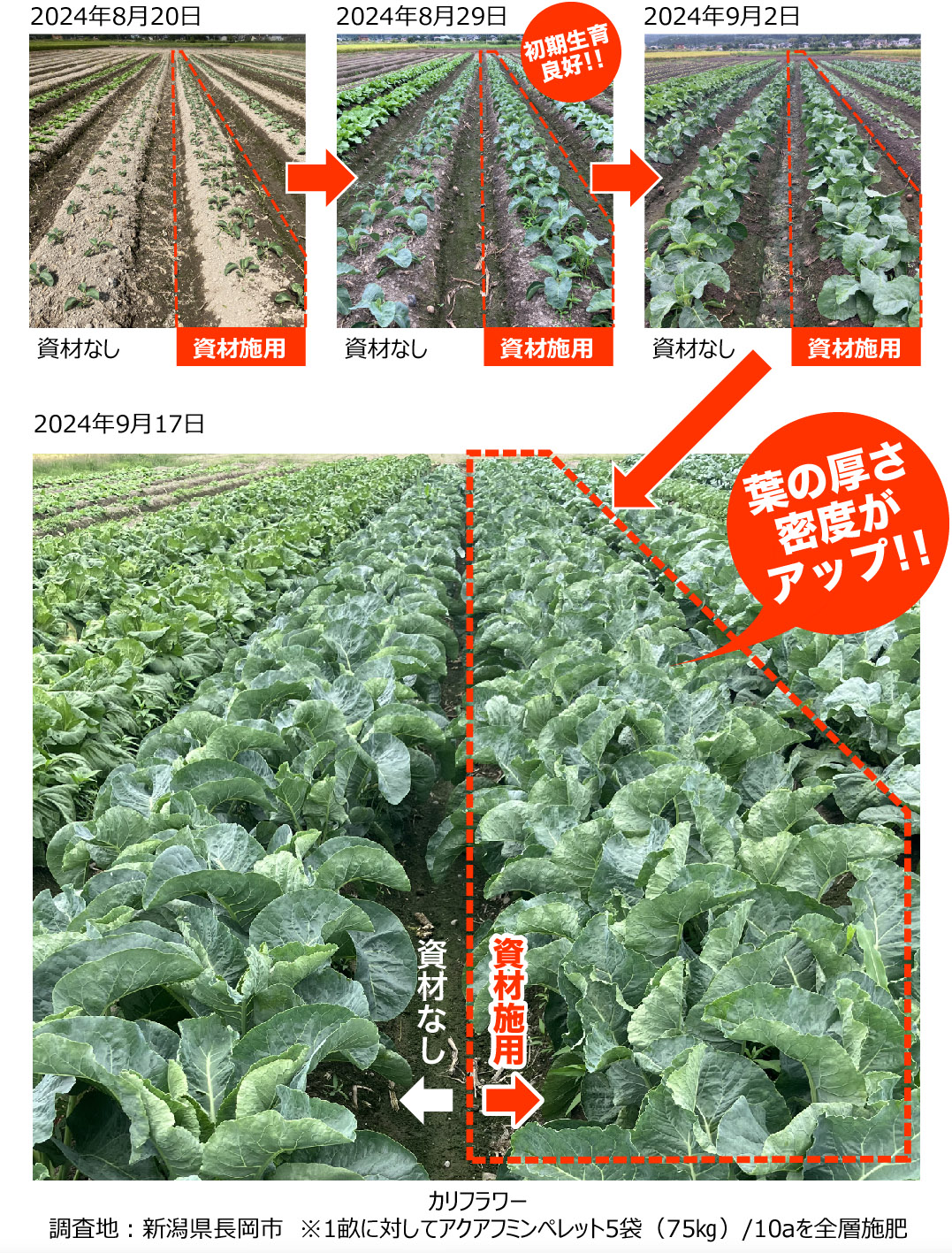 アクアフミンペレット使用でカリフラワーの葉の厚さと密度がアップ