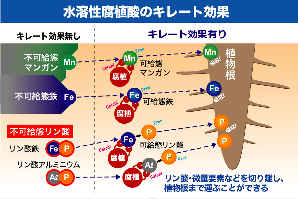 水溶性腐植酸のキレート効果で植物にリン酸・微量要素を運びます