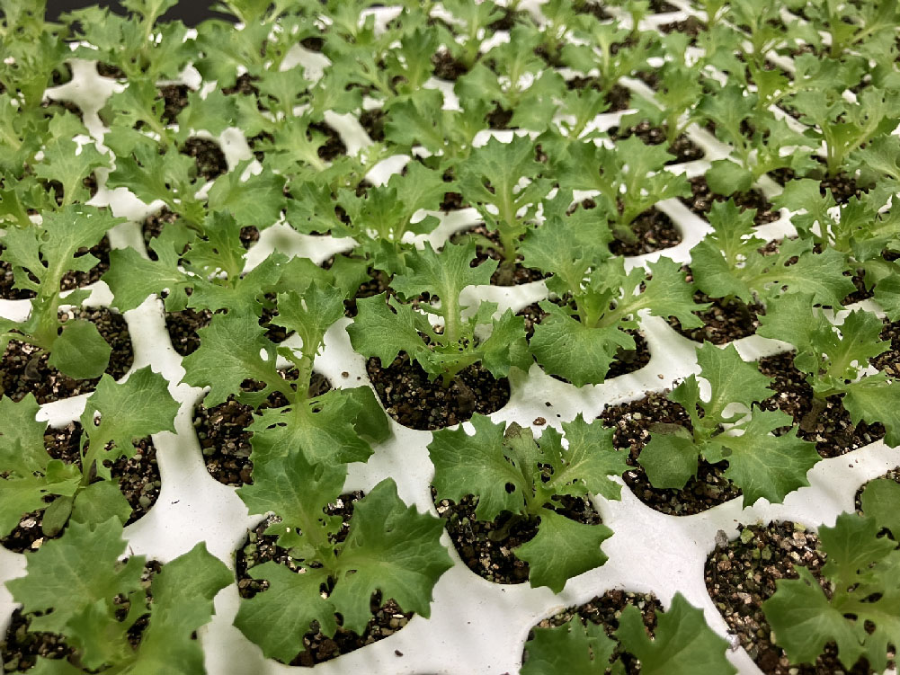 レタスの播種