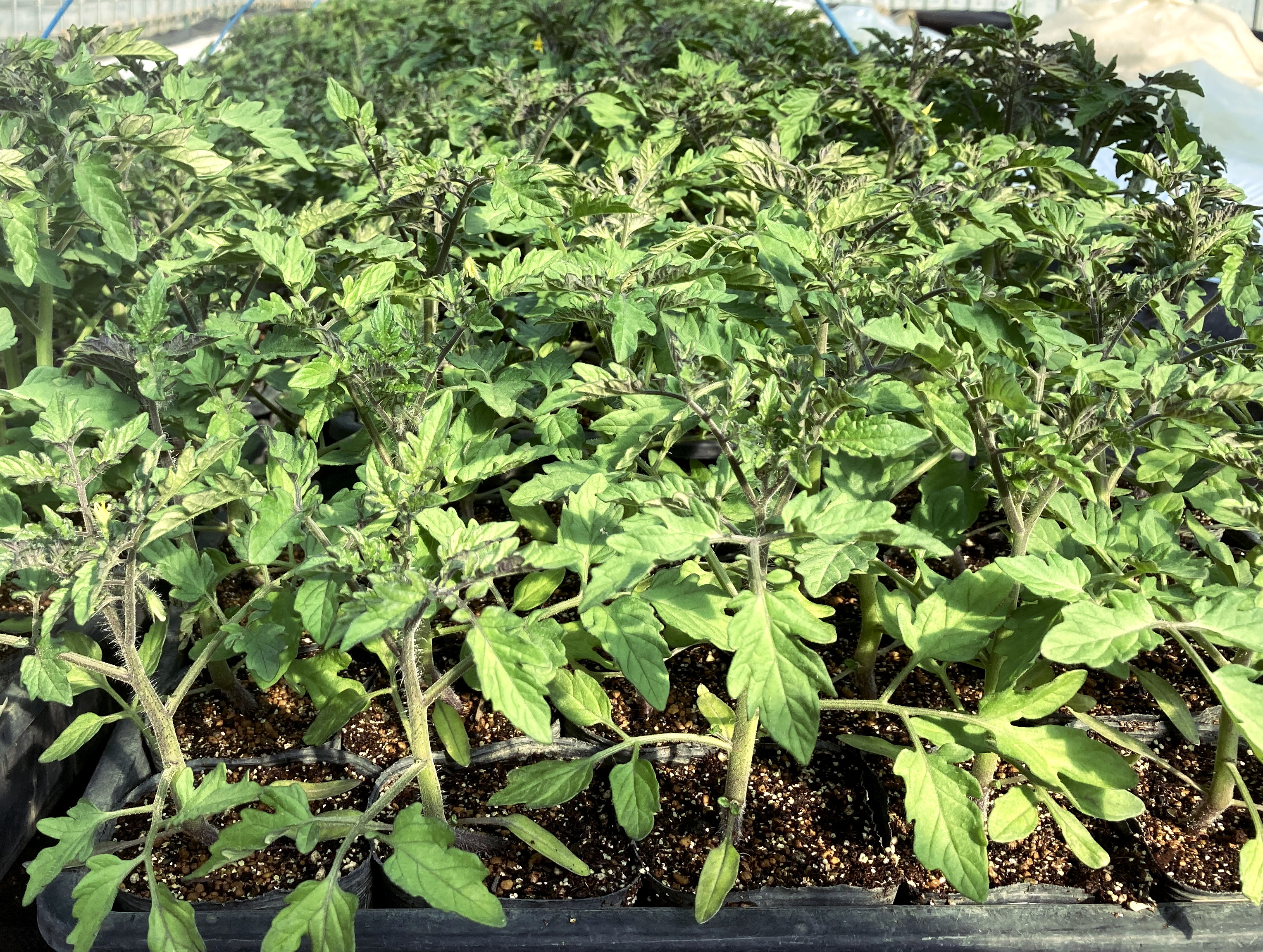 有機鉢上げ用培土でのポット育苗