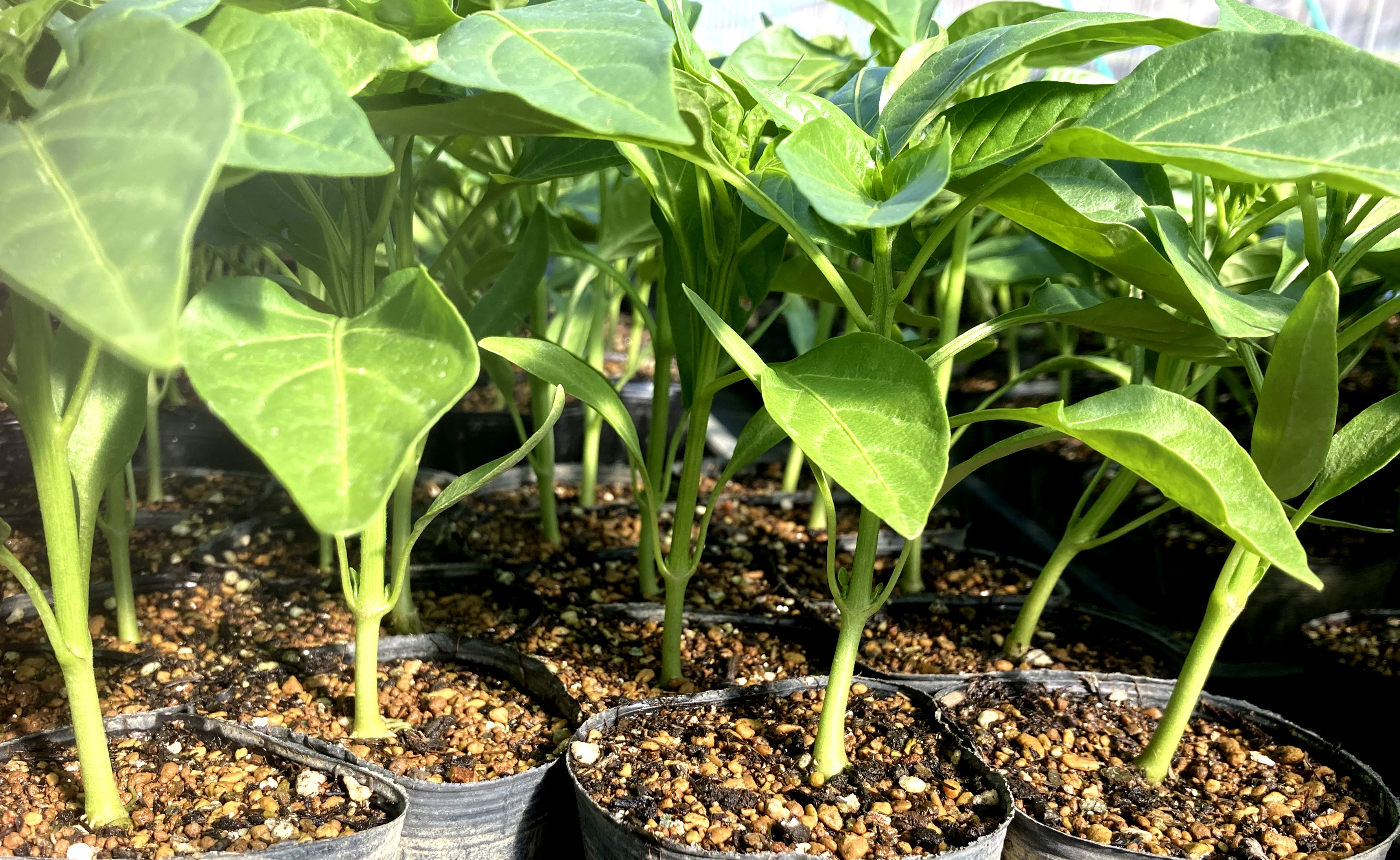 有機鉢上げ用培土でのポット育苗