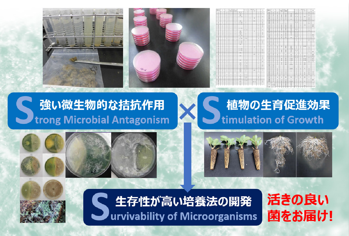 強い微生物的拮抗作用×植物の生育促進効果=栽培成功の方程式！独自培養で活きの良い菌をお届けします！