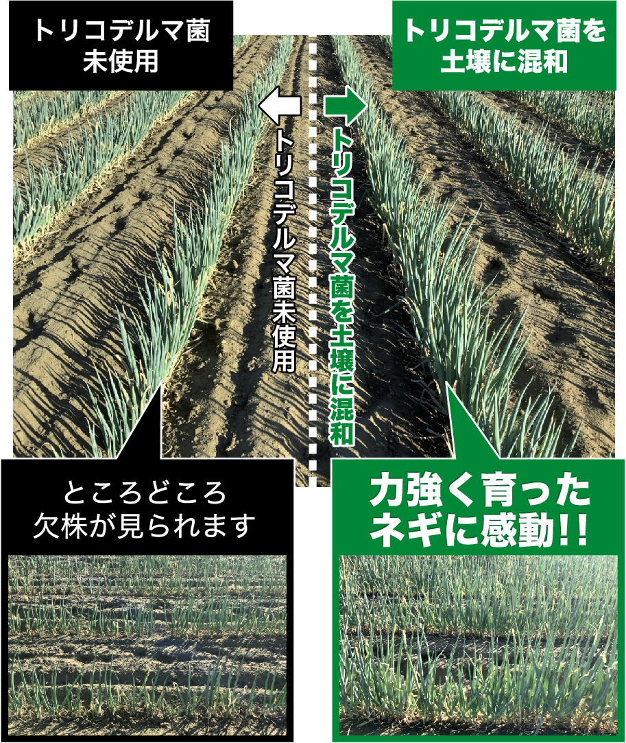 力強く育ったネギに感動!!