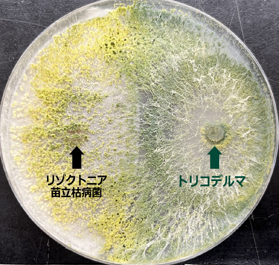 トリコデルマが病原菌を圧倒!!