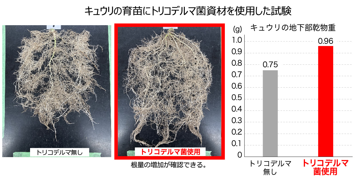 トリコデルマ菌を土壌に入れた育苗試験