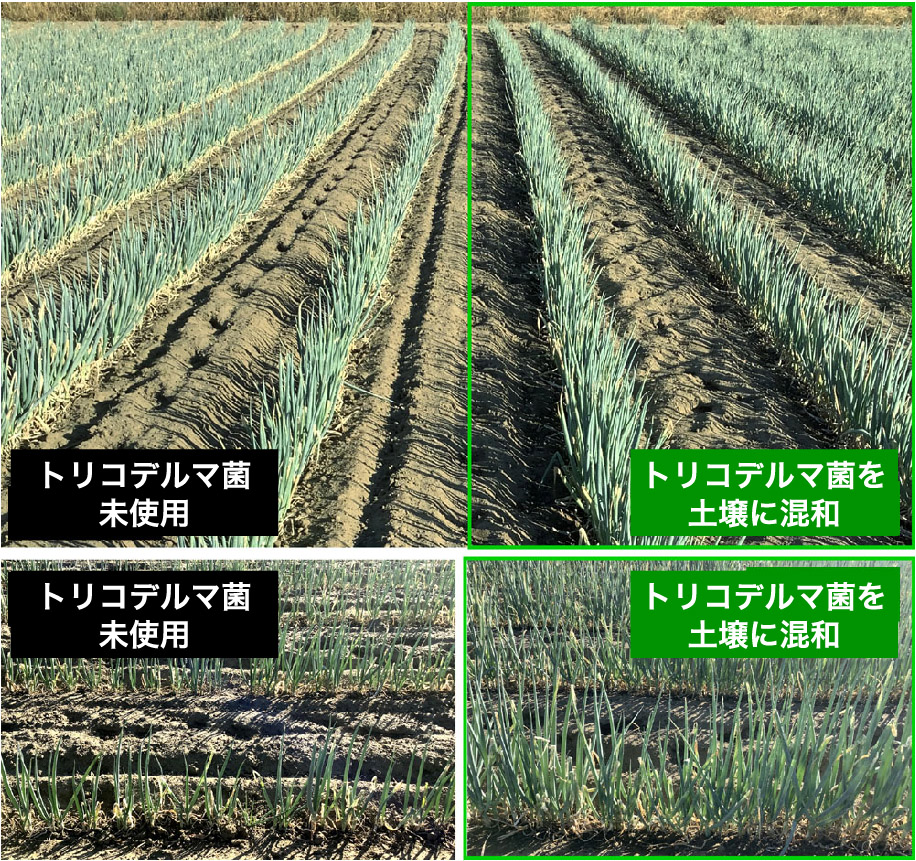 ネギの生育に感激